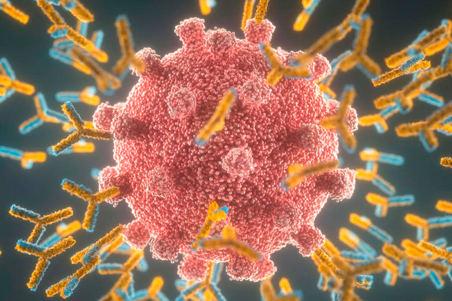 Prueba de anticuerpos neutralizantes o anticuerpos IgG cuantitativos  para la Covid-19 