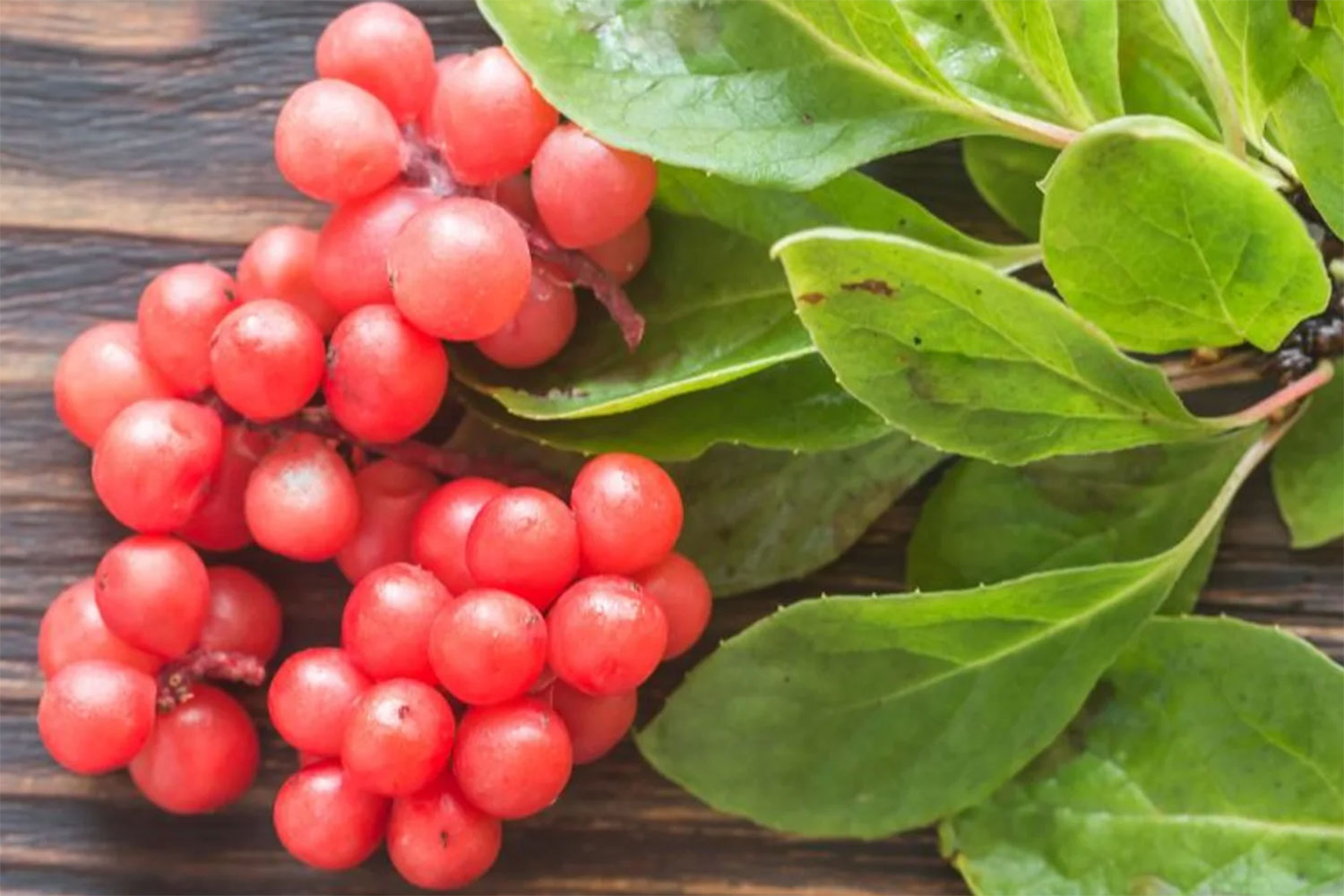 Hallan una sustancia que combate el cáncer de colon: está en una fruta milenaria china