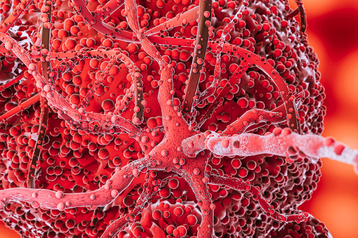 Diseñan organoides a partir de tejido cerebral fetal humano