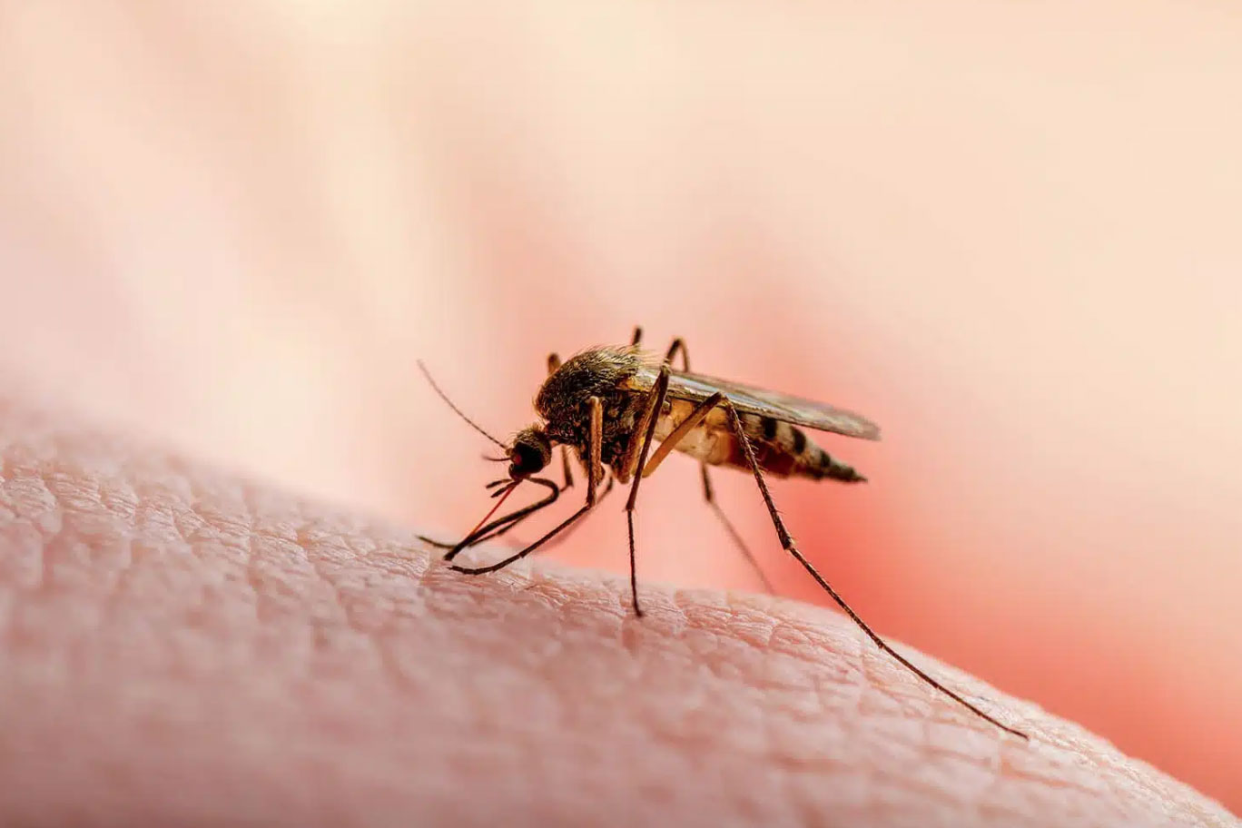 Descubren cómo actúan los mosquitos transmisores de la malaria