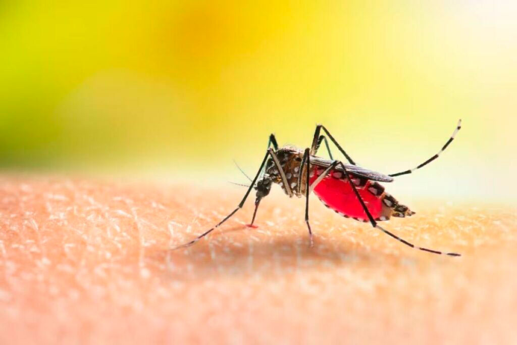Conoce un poco más sobre la fiebre amarilla